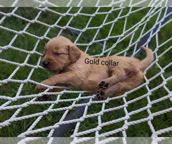 Medium Photo #8 Golden Retriever Puppy For Sale in RAEFORD, NC, USA