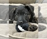 Small Photo #7 German Shepherd Dog Puppy For Sale in West Sacramento, CA, USA