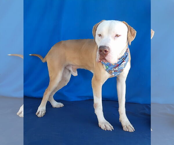 Medium Photo #2 Mutt Puppy For Sale in Pasadena, CA, USA