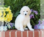 Puppy Buster Poodle (Standard)