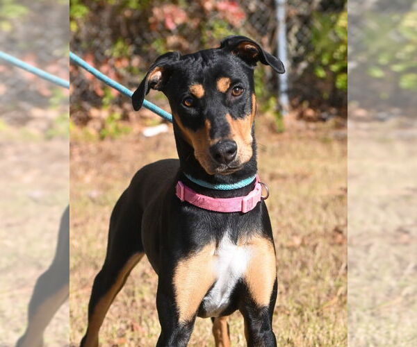 Medium Photo #2 Doberman Pinscher Puppy For Sale in Glen Allen, VA, USA
