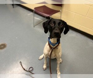 German Shorthaired Pointer Dogs for adoption in Denver, CO, USA