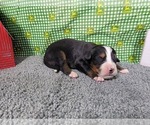 Puppy Achilles Bernese Mountain Dog