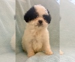Small #9 Cavapoo (Miniature)