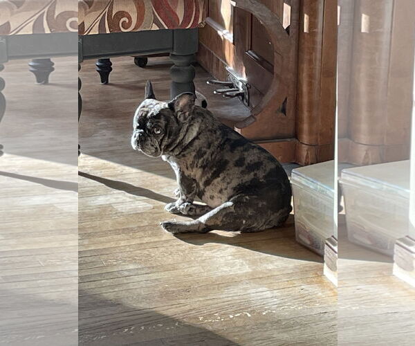 Medium Photo #4 French Bulldog Puppy For Sale in St. Louis Park, MN, USA