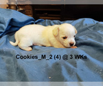 Small #1 Chihuahua