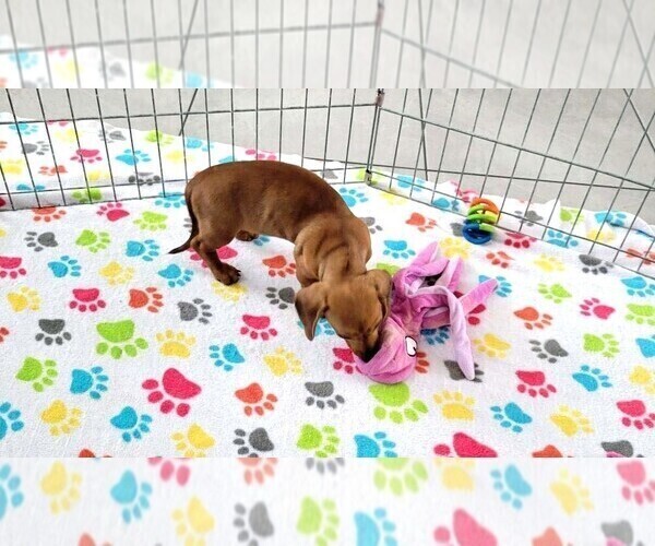 Medium Photo #4 Dachshund Puppy For Sale in ORO VALLEY, AZ, USA