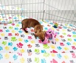 Small #3 Dachshund