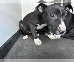 Small Bull Terrier Mix
