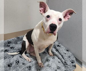 American Pit Bull Terrier Dogs for adoption in Walnutport, PA, USA