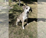 Small Catahoula Leopard Dog Mix