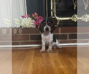 Beagle Puppy for Sale in WOODBRIDGE, Virginia USA