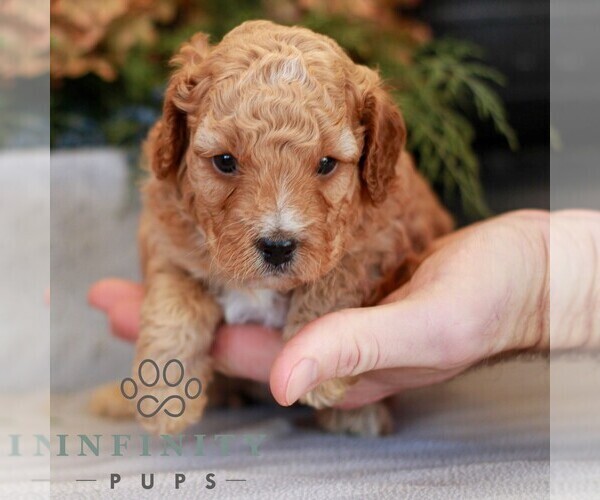 Medium Photo #4 Cavapoo (Miniature) Puppy For Sale in NARVON, PA, USA
