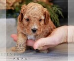Small #3 Cavapoo (Miniature)
