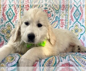 Golden Retriever Puppy for sale in LANCASTER, PA, USA