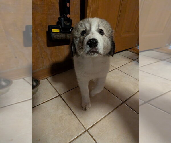 Medium Photo #4 Great Pyrenees Puppy For Sale in Vail, AZ, USA