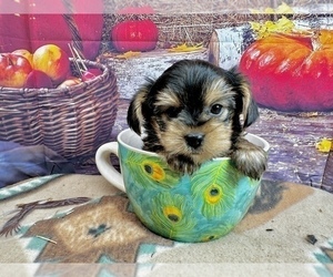 Morkie Puppy for sale in CASSVILLE, MO, USA