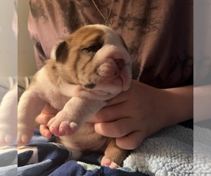 English Bulldog Puppy for sale in MILFORD, MA, USA