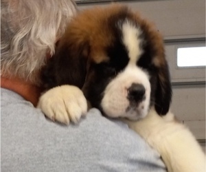 Saint Bernard Puppy for sale in BETHEL, MO, USA