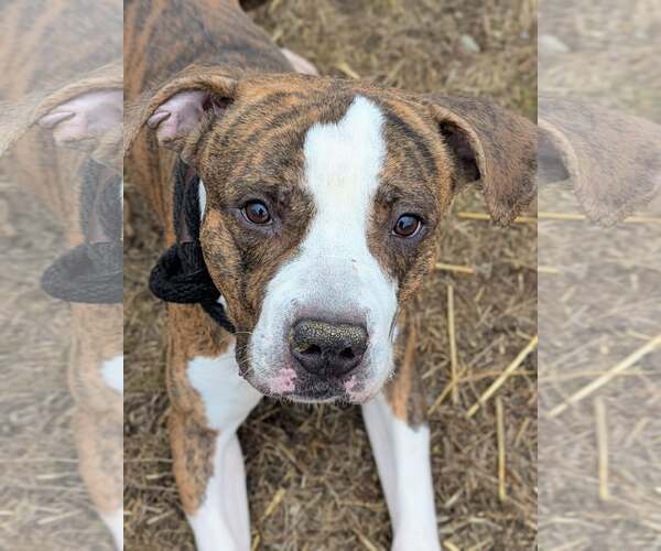 Medium Photo #3 Mutt Puppy For Sale in Crete, IL, USA