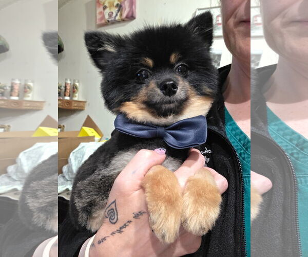 Medium Photo #4 Pomeranian Puppy For Sale in Chester, NJ, USA