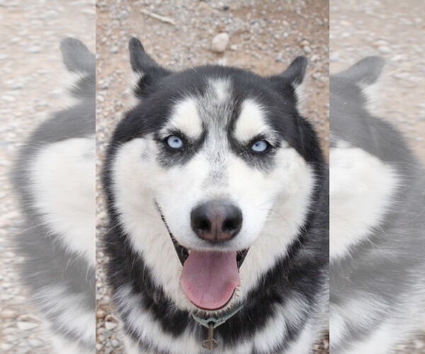 Medium Photo #9 Siberian Husky Puppy For Sale in Cedar Crest, NM, USA