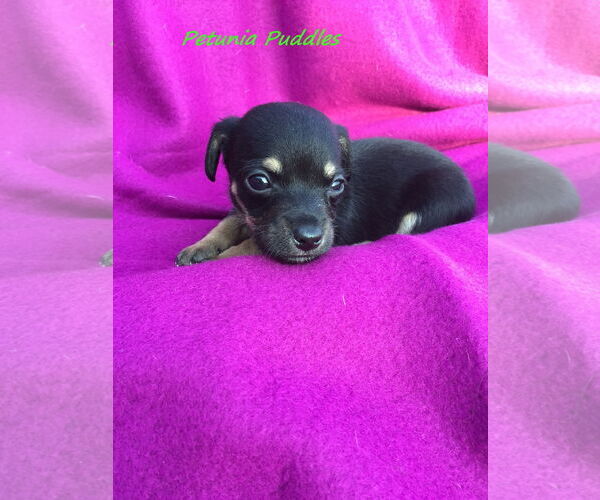 Medium Photo #7 Chiweenie Puppy For Sale in San Antonio, TX, USA