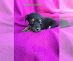 Small #6 Chiweenie