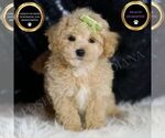 Small Photo #117 Maltipoo Puppy For Sale in WARSAW, IN, USA