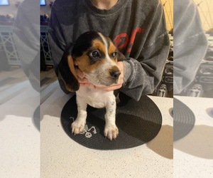 Beagle Puppy for sale in MIAMI, FL, USA
