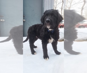 American Pit Bull Terrier-Golden Retriever Mix Puppy for sale in DULUTH, MN, USA