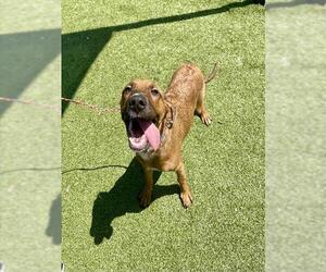 Labrador Retriever-Unknown Mix Dogs for adoption in Pasadena, TX, USA