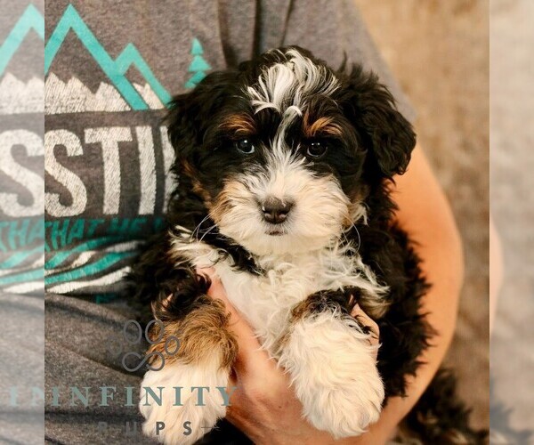 Medium Photo #3 Bernedoodle (Miniature) Puppy For Sale in NARVON, PA, USA