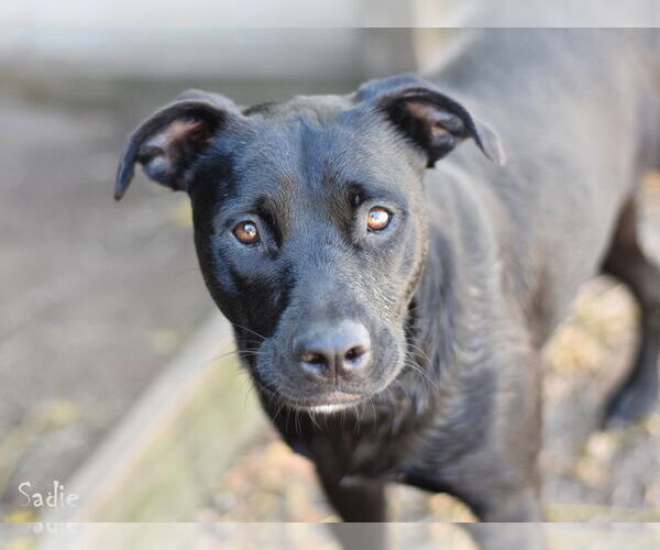 Medium Photo #10 Labrador Retriever-Unknown Mix Puppy For Sale in The Woodlands, TX, USA