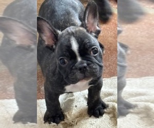 French Bulldog Puppy for sale in SCOTTSDALE, AZ, USA