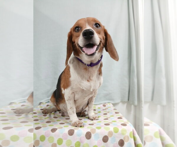 Medium Photo #9 Beagle Puppy For Sale in Murfreesboro, NC, USA