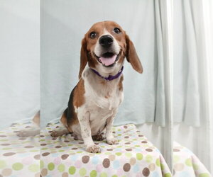Pixie *Available Soon* - Female Beagle Dog for Adoption - Photo #9