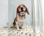 Small Photo #9 Beagle Puppy For Sale in Murfreesboro, NC, USA