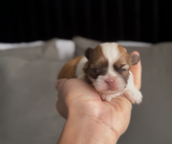 Medium Photo #1 Shih Tzu Puppy For Sale in MIAMI, FL, USA