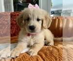 Small Photo #5 Golden Retriever Puppy For Sale in SPRING, TX, USA