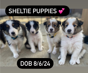 Shetland Sheepdog Litter for sale in ALBANY, OR, USA