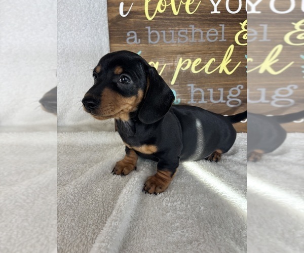 Medium Photo #5 Dachshund Puppy For Sale in GREENFIELD, IN, USA