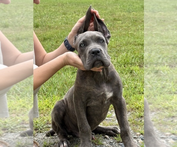 Medium Photo #1 Cane Corso Puppy For Sale in VOLUNTOWN, CT, USA