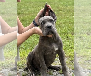 Medium Cane Corso