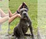 Puppy Male Puppy Cane Corso