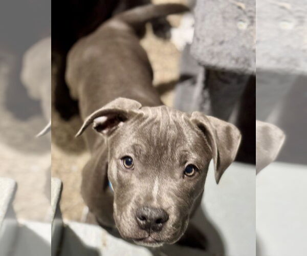 Medium Photo #3 Mutt Puppy For Sale in Princeton, MN, USA