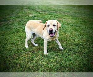 Father of the Labrador Retriever puppies born on 04/14/2025