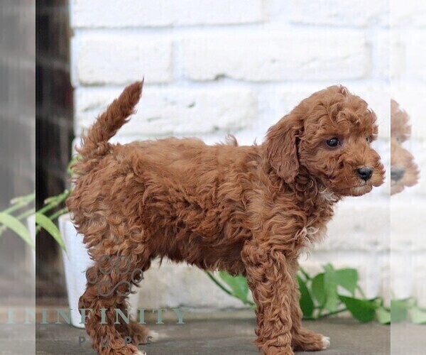 Medium Photo #4 Goldendoodle (Miniature) Puppy For Sale in NARVON, PA, USA