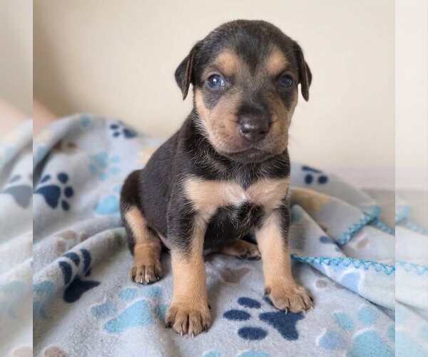 Medium Photo #1 Labrador Retriever-Unknown Mix Puppy For Sale in Grovertown, IN, USA