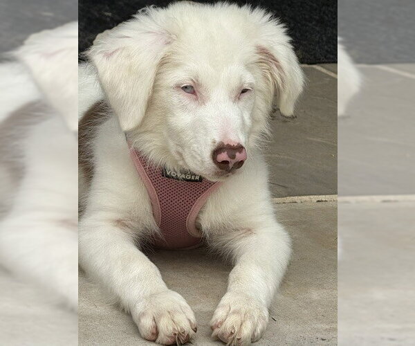 Medium Photo #3 Australian Shepherd-Unknown Mix Puppy For Sale in Raleigh, NC, USA